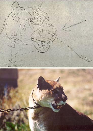 Charcoal wildlife art lesson - drawing a puma