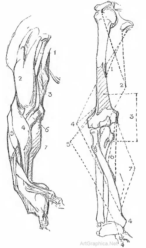 arm-anatomy-george-bridgman.jpg