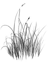 drawing blades of grass