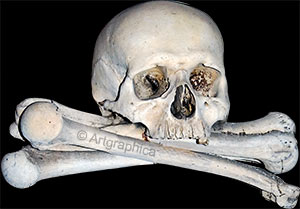 sedlec ossuary, skull